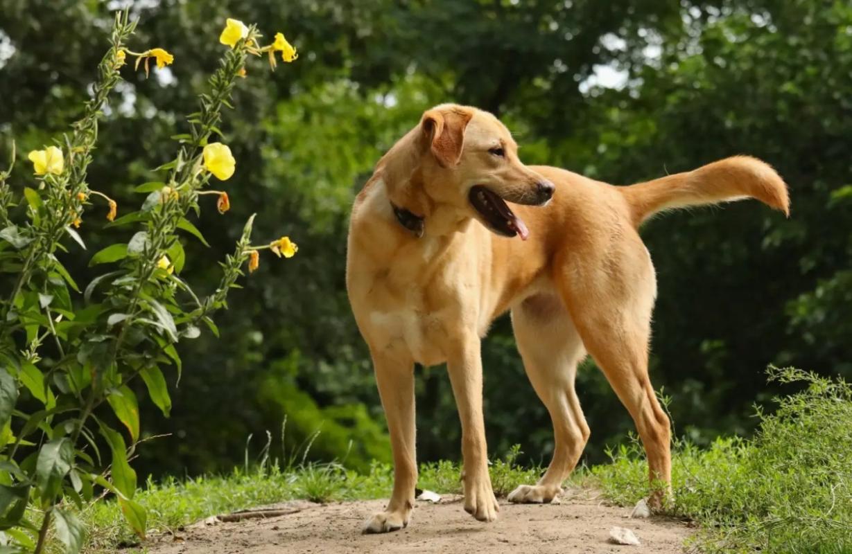 Saul
