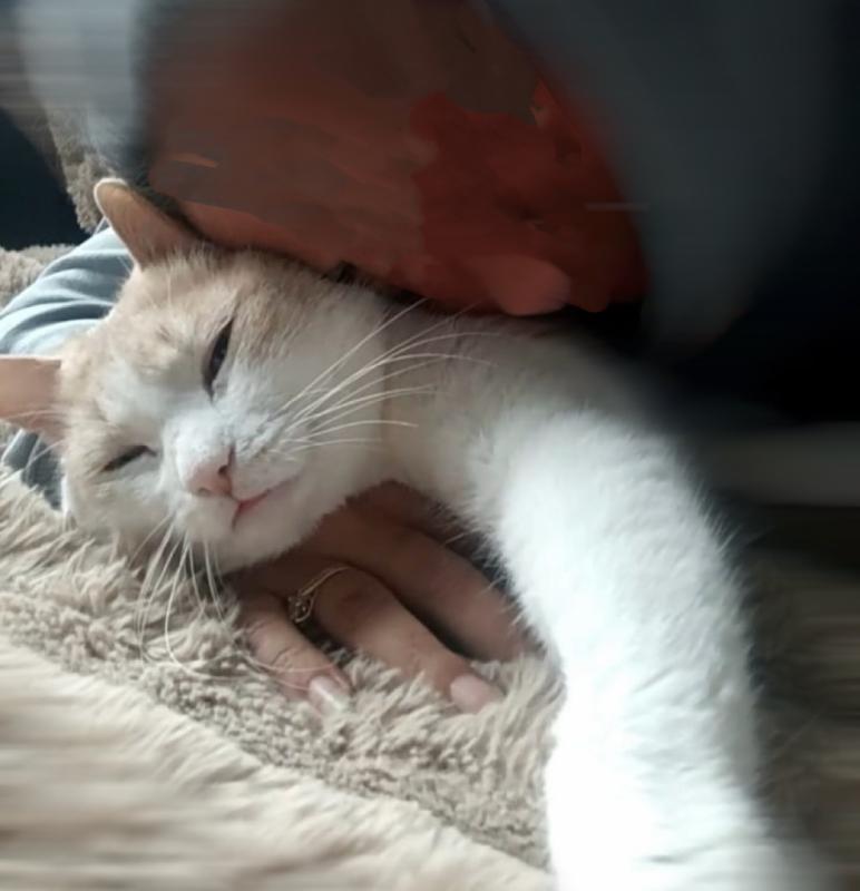 Nemo