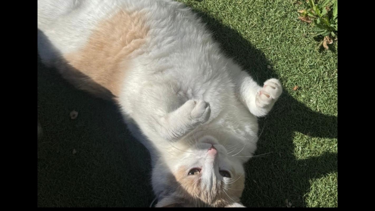 Nemo