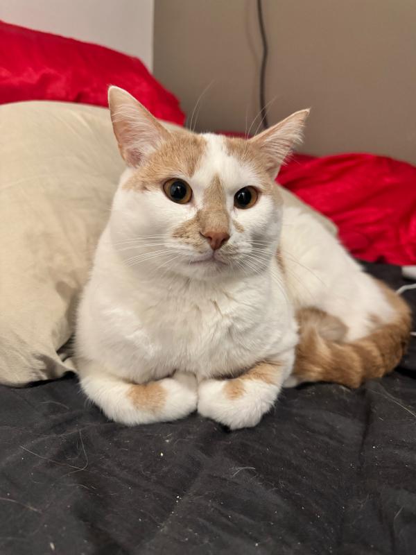 Luca