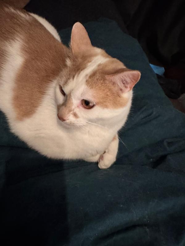 Luca