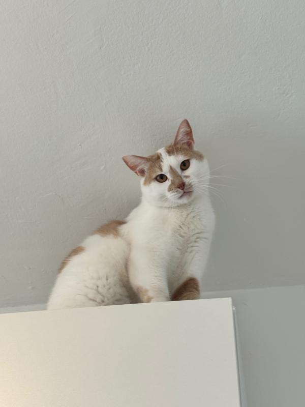 Luca