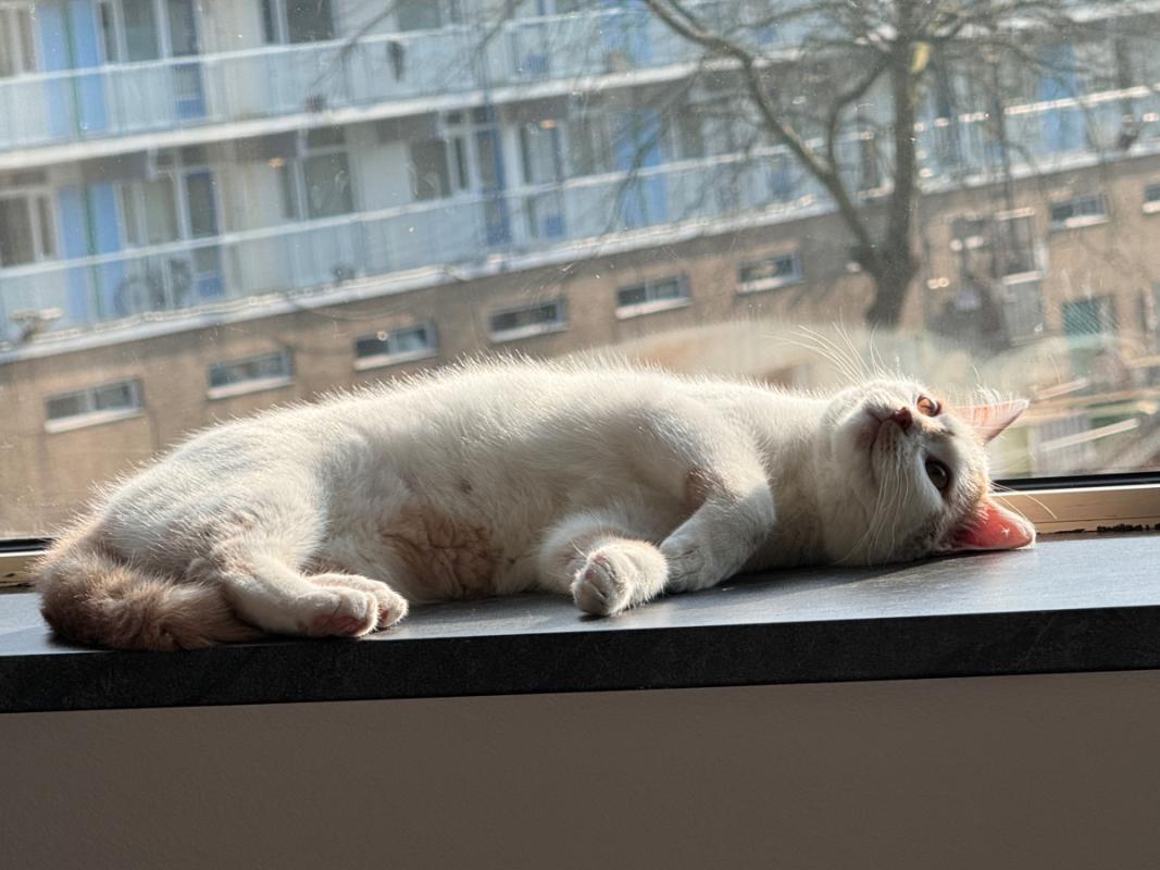 Luca