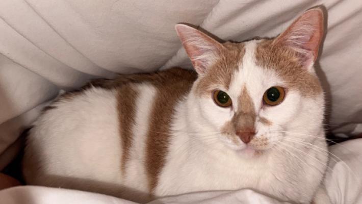 Luca