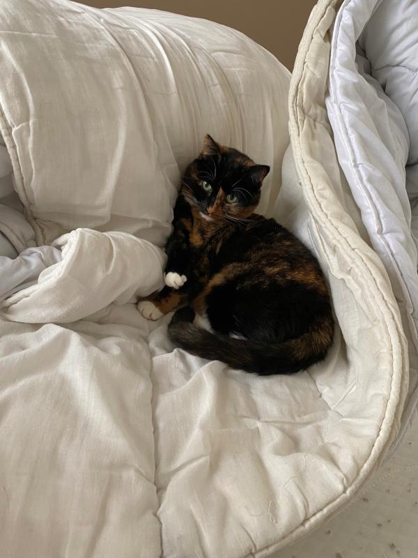 Pip