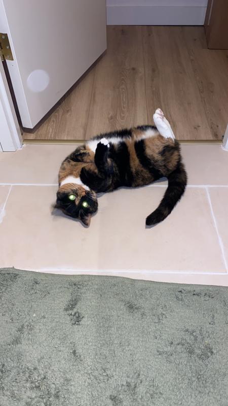 Pip