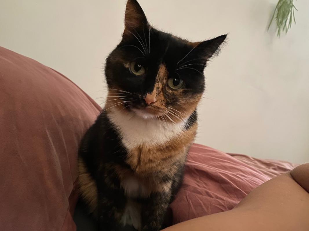 Pip