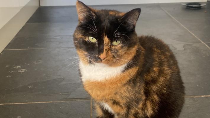 Pip