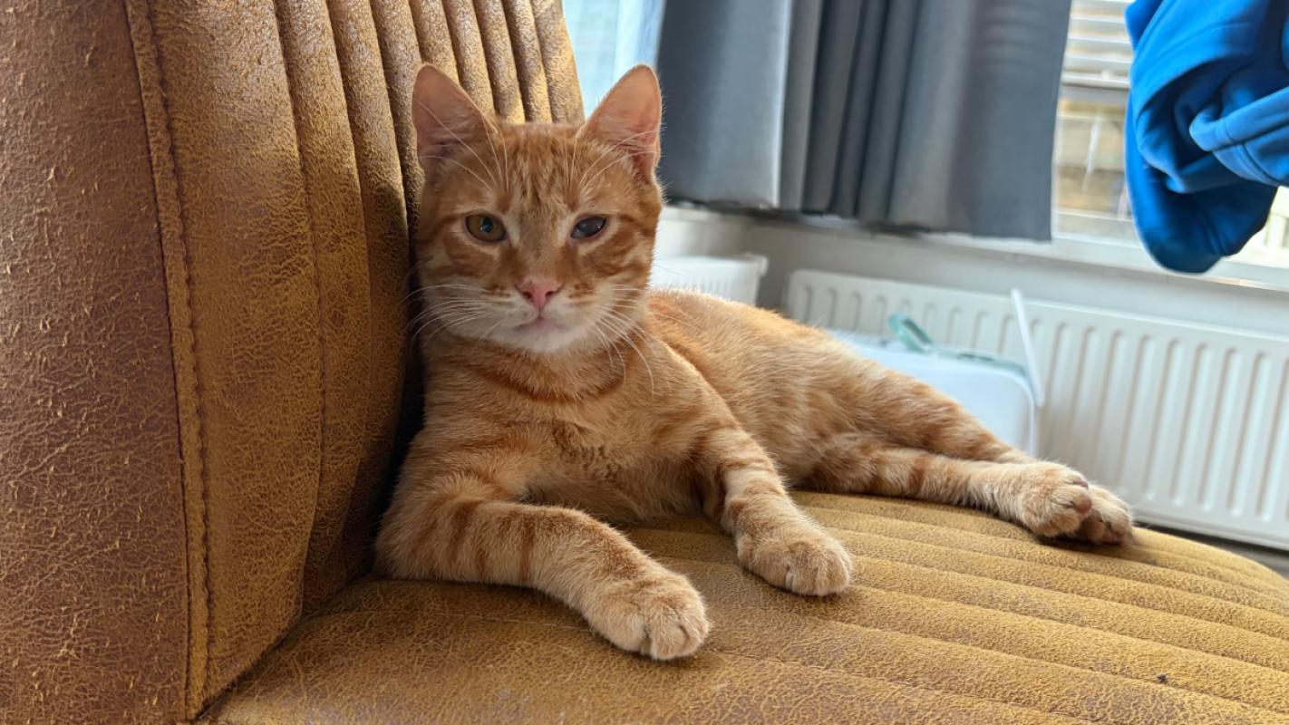 Cheddar