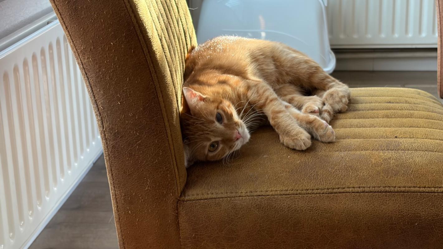Cheddar