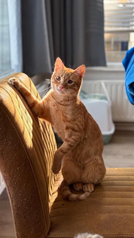 Cheddar