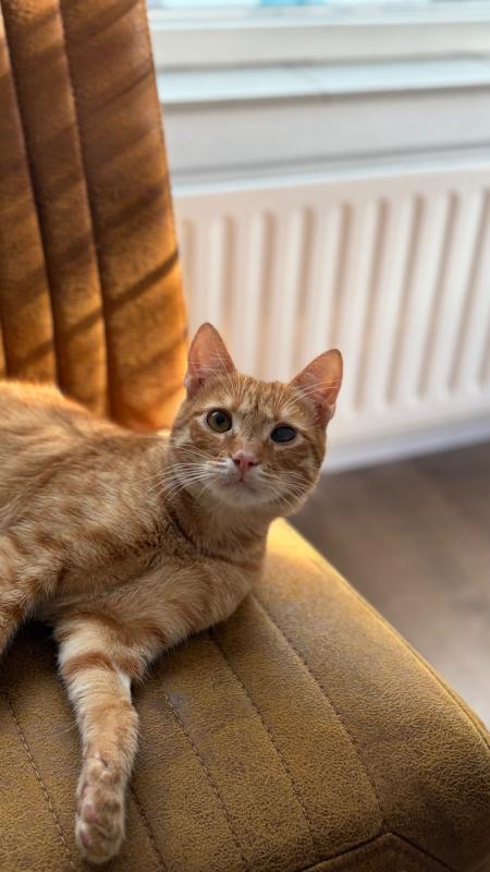 Cheddar