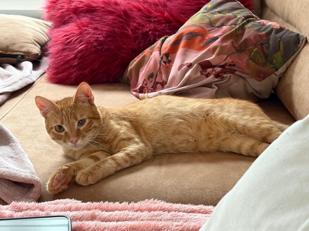 Cheddar