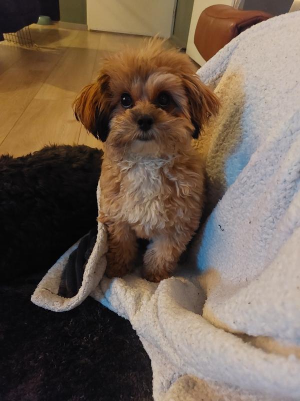 Teddy, Sky en Bobby
