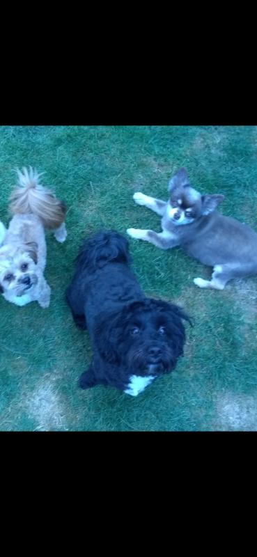 Teddy, Sky en Bobby