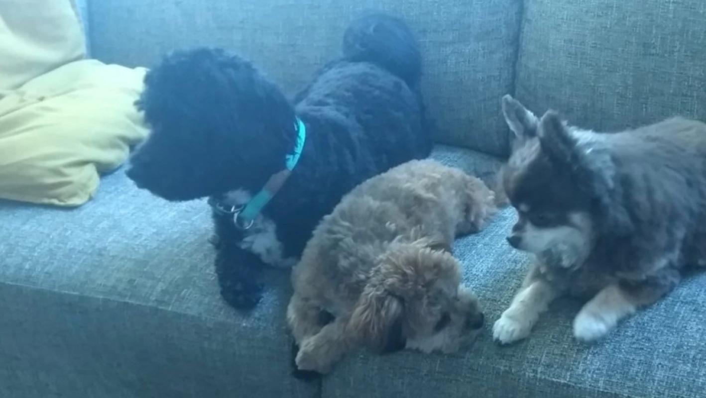 Teddy, Sky en Bobby