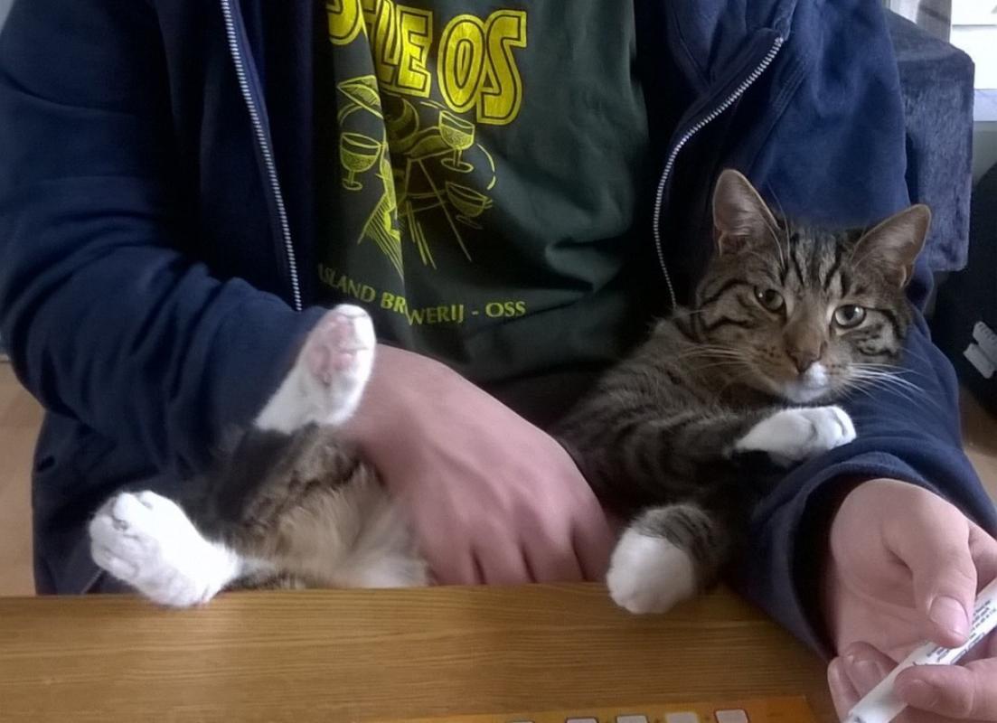 Scotch