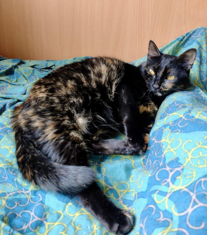 Poes Poes