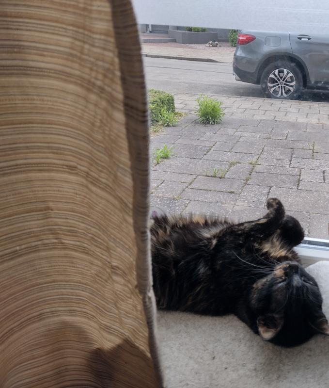 Poes Poes
