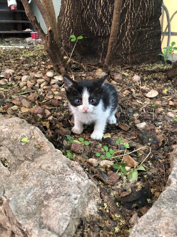 Nala