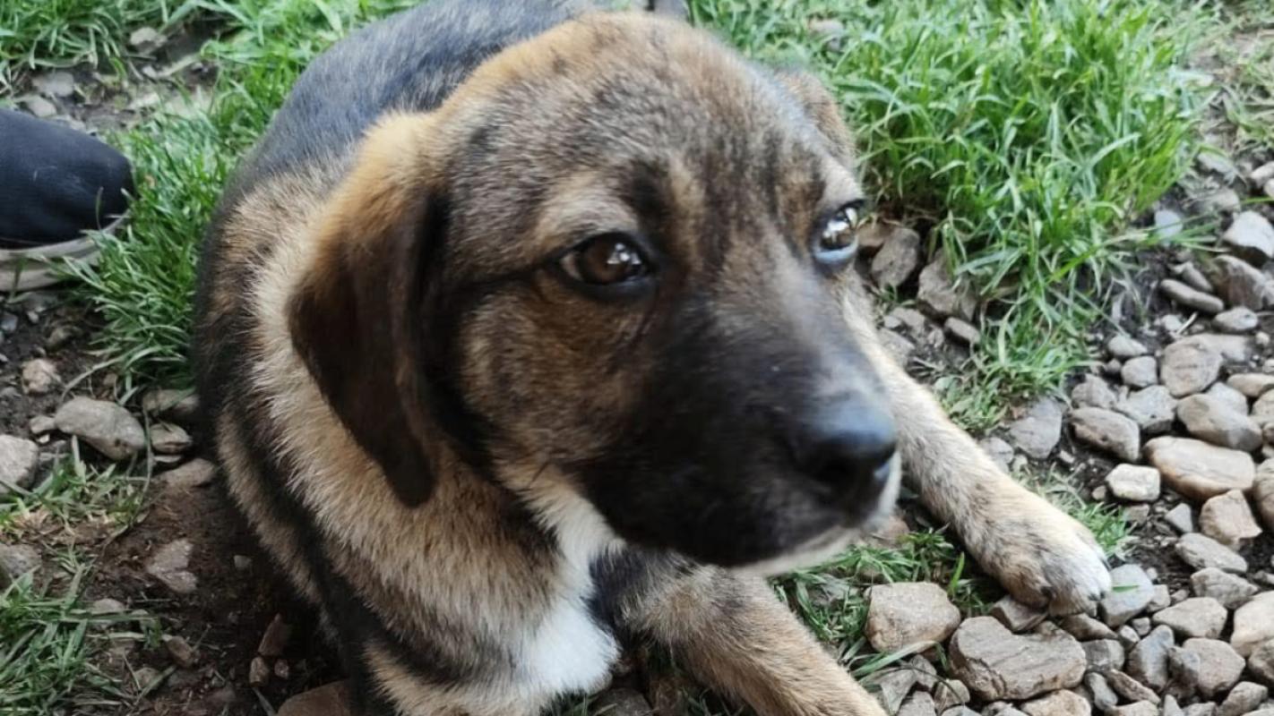 Luca