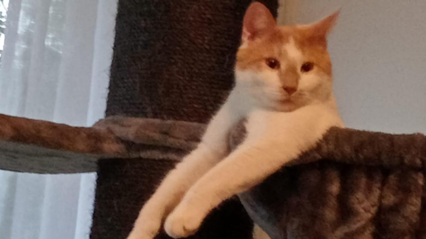 Luuk