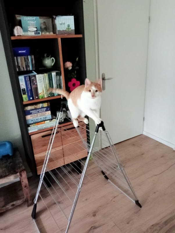 Luuk
