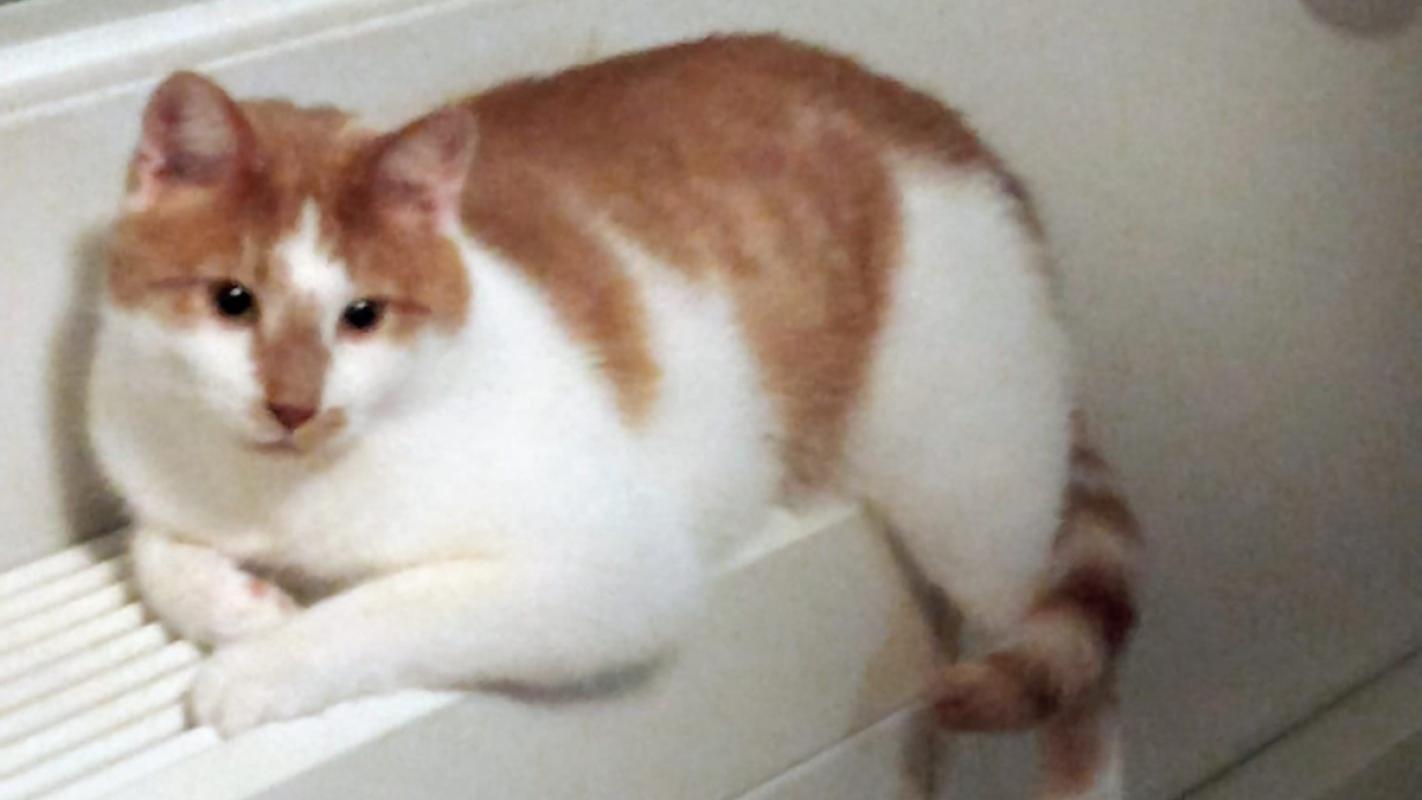 Luuk