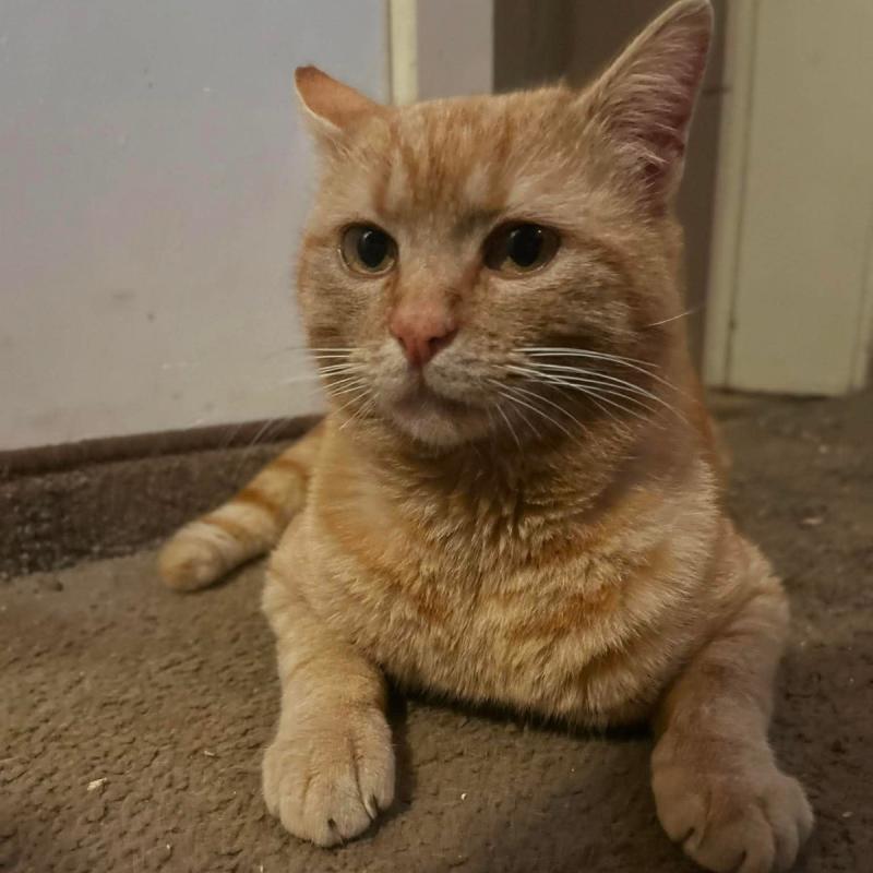 Leo