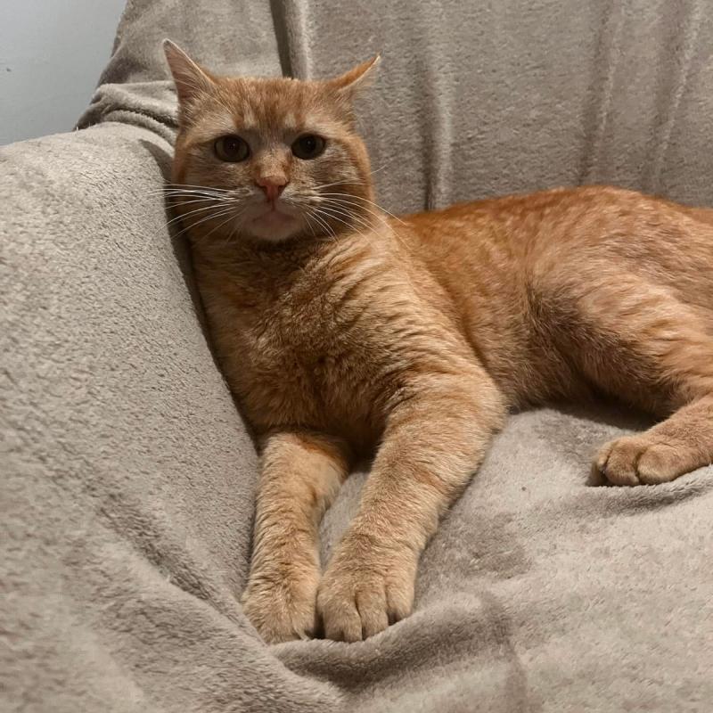 Leo