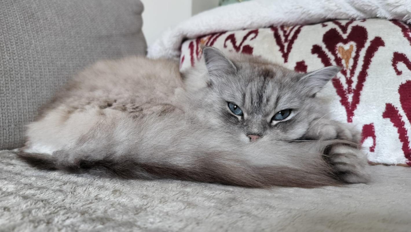Leo