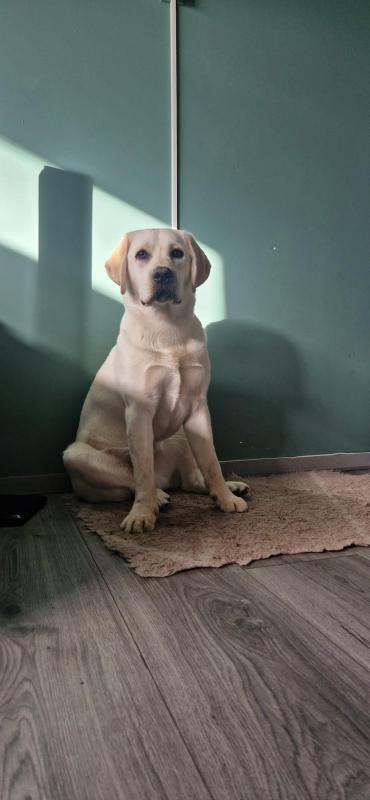Loki