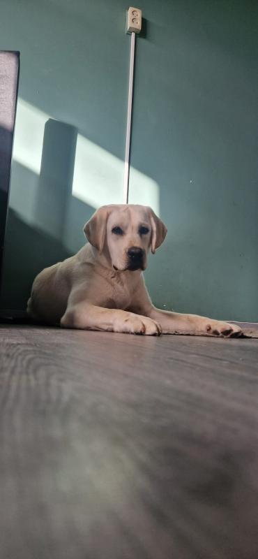 Loki