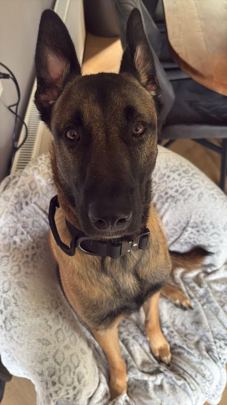 Dex