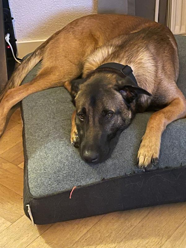 Dex
