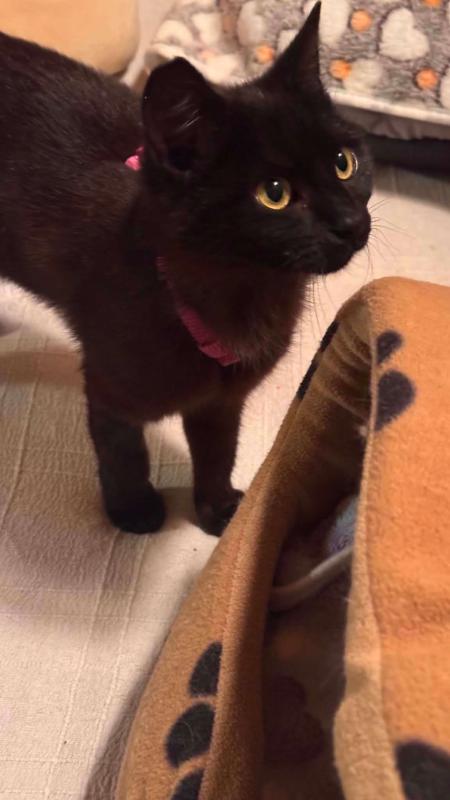 Nowie