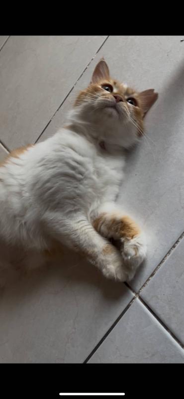 Bulka