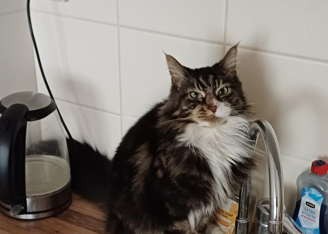 Archie