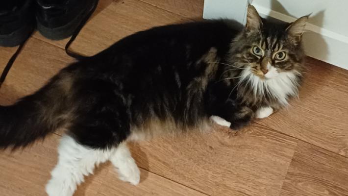 Archie