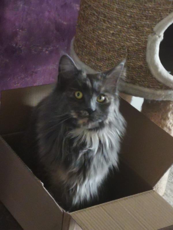Sonja