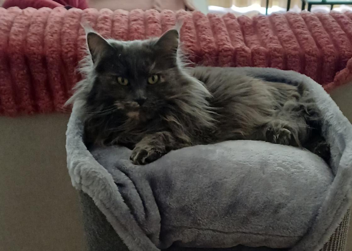 Sonja