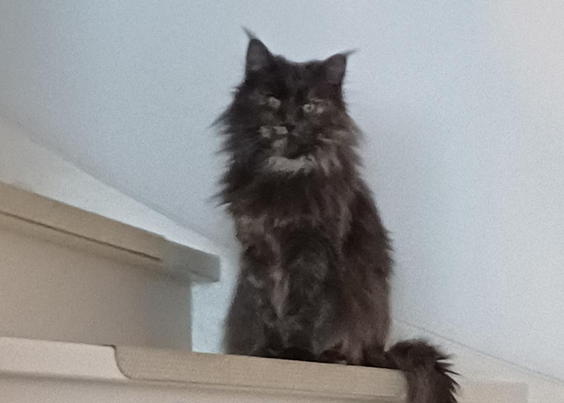 Sonja