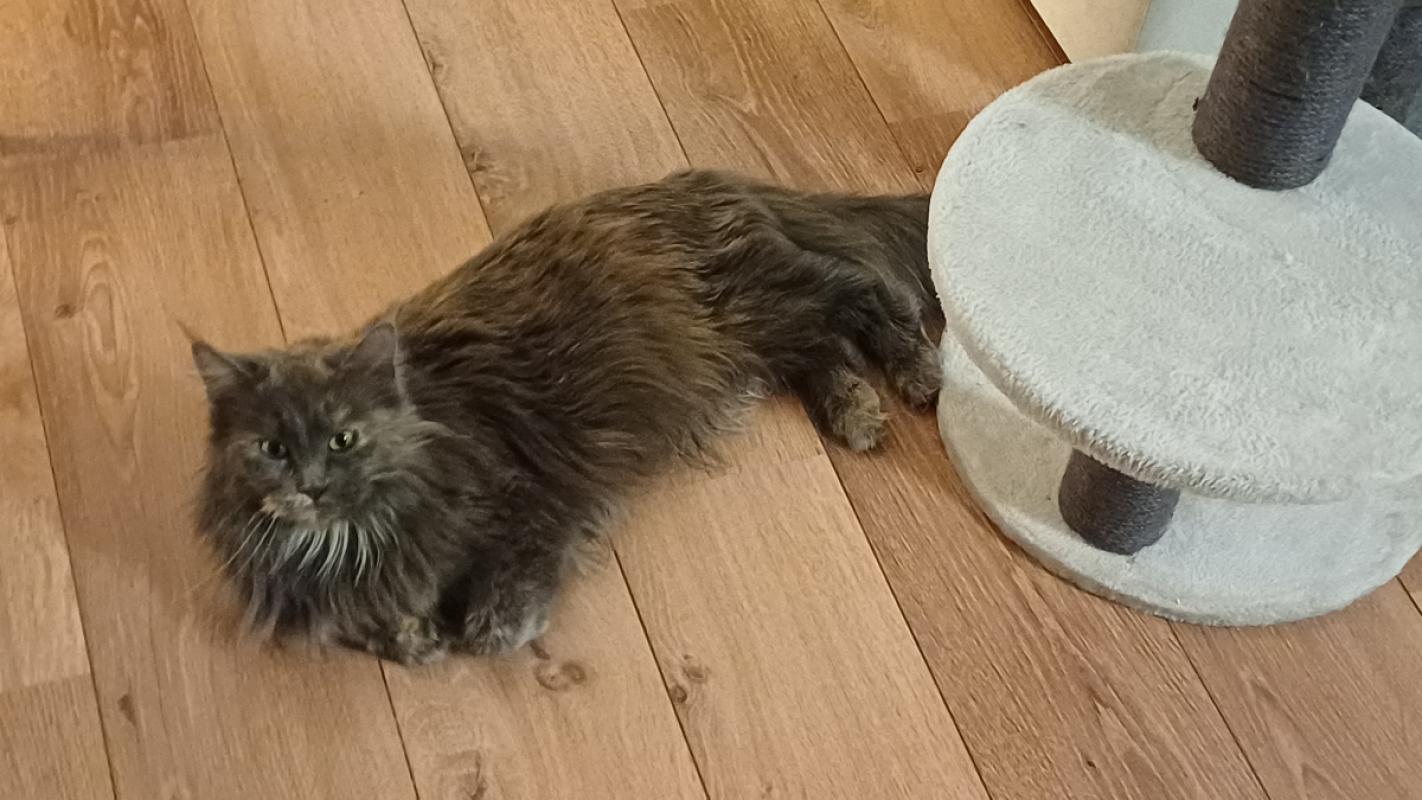 Sonja
