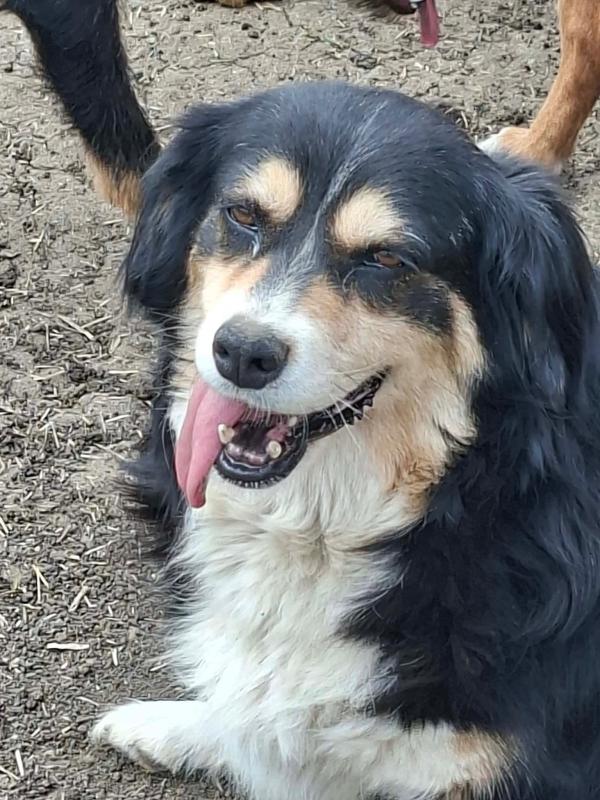 Dolly