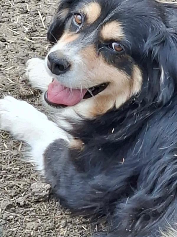 Dolly