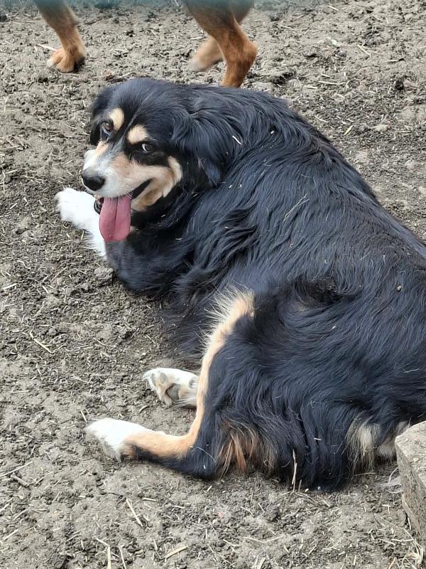 Dolly