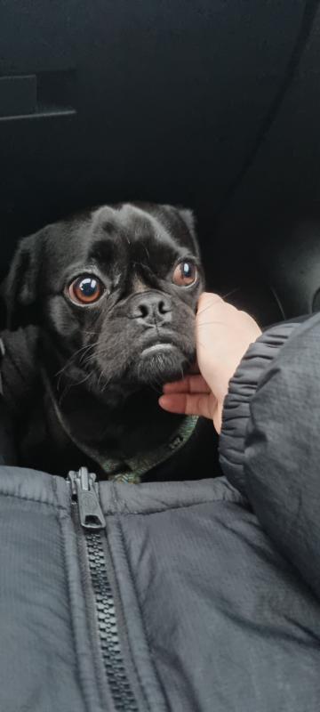 Louie