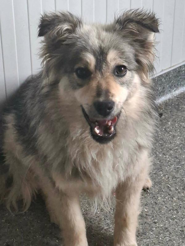 Kaya