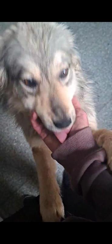 Kaya