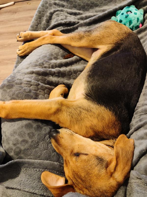 Maya